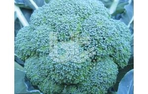 F1 Broccoli