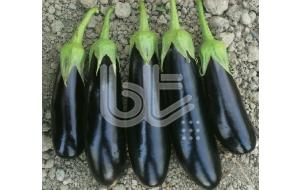 F1 Eggplant